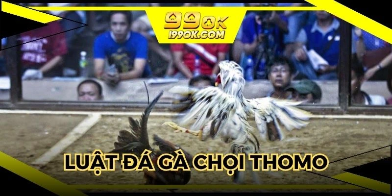Chia sẻ về luật đá gà thomo chuẩn quốc tế