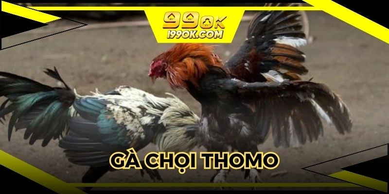 gà chọi thomo