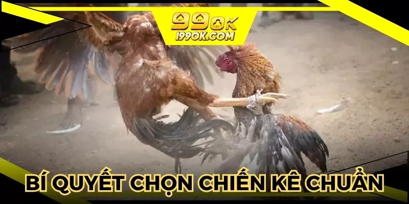 Kinh nghiệm chọn gà đá bách chiến bách thắng từ cao thủ